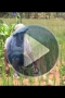 Embedded thumbnail for Les vers de terre un atout pour l&amp;#039;agronomie tropicale