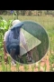 Embedded thumbnail for Earthworms : an asset for tropical agronomy